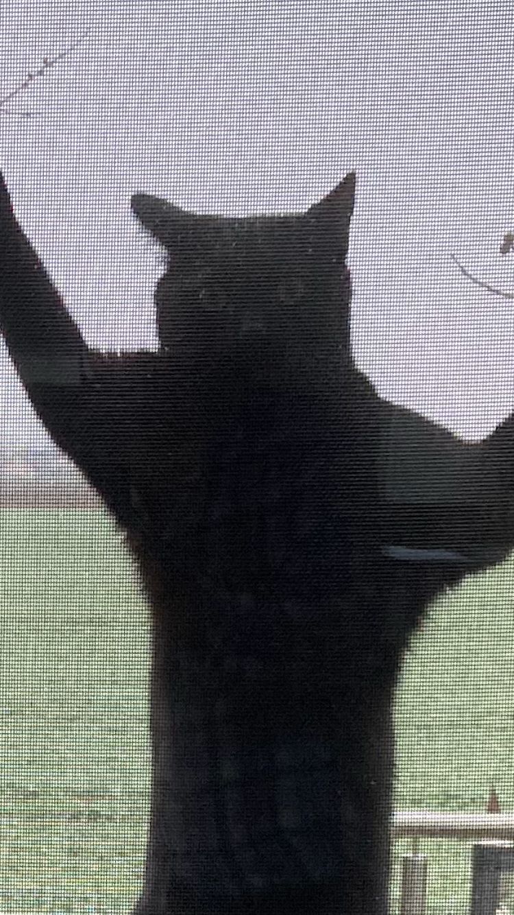 SiegelFliegengitter Drehrahmen Tür  mit Katzengewebe